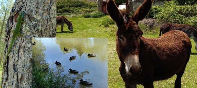 Fauna en Becerril del Carpio - Casa rural La Morada del Angel - Montaña palentina
