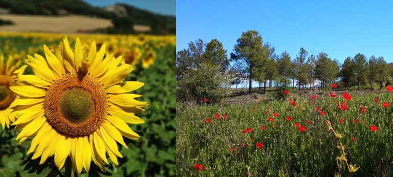 Flora en Becerril del Carpio - Casa rural La Morada del Angel - Montaña en Palencia