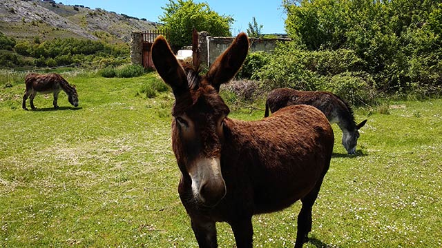 Fauna en Becerril del Carpio casa rural La Morada del Angel montaña palentina